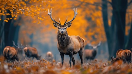 Fototapeta premium Majestic stag stands proud among autumn foliage in a serene forest setting