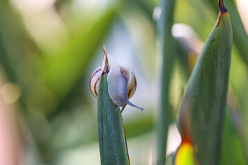 Eine kleine Schnecke an einer Strelitzie.