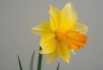 Obraz premium Yellow daffodil with orange trumpet on neutral background.