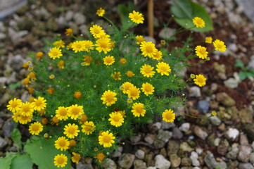 庭に咲く小さな黄色い花