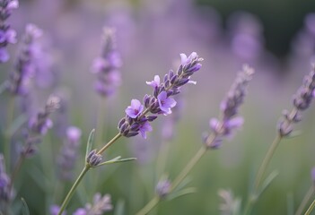 Obraz premium Lavender flowers in soft focus with green stems.