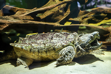 Ein Portrait einer Geierschildkröte.