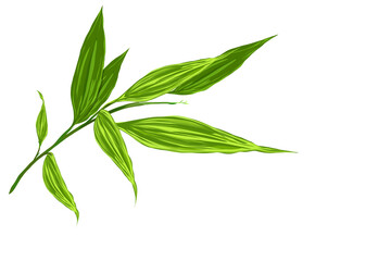 bamboo leaves isolated on white background