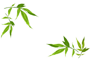 bamboo leaves isolated on white 