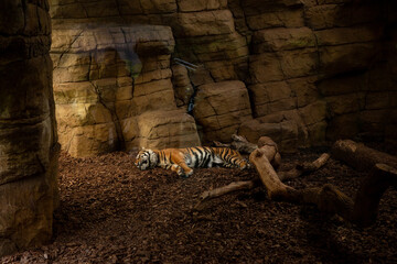 A sleeping tiger in London Zoo, United Kingdom
