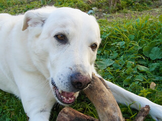 Cane