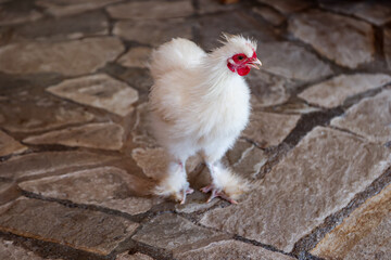 Portrait eines Huhn oder Hahns.