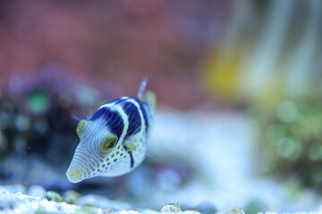 Portrait eines Canthigaster valentini Sattel-Spitzkopfkugelfisch, Sattel-Krugfisch. Ein sehr giftiges Tier. 