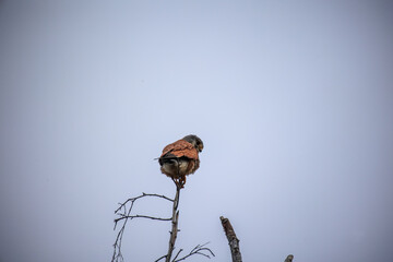 Ein Turmfalke auf einem Baum.