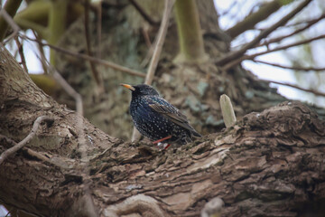 Ein Star Sturnus vulgaris am Eingang zum Nest.