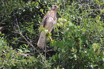 Red tailed Hawk on the hunt 2