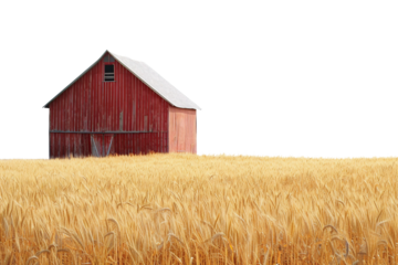 Scenic Wheat Field under Bright Blue Sky Isolated on Transparent Background