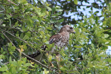 red tailed hawk on the hunt