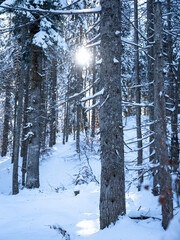 Fototapeta premium A Peaceful Winter Morning In Bavaria, Germany, Featuring Frost-Covered Trees In A Snowy Landscape With A Forested Mountain Illuminated By Gentle Sunlight In The Background