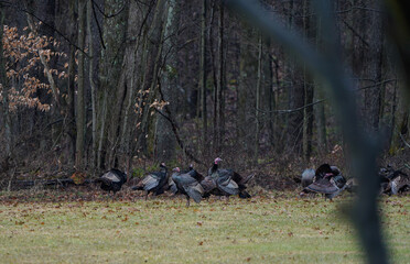 Flock of wild turkeys at the edge of the woods in Western Pennsylvania.