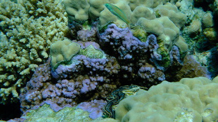 Pore coral (Montipora tuberculosa) undersea, Red Sea, Egypt, Sharm El Sheikh, Montazah Bay