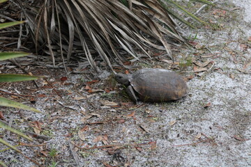 Florida tortoise 2