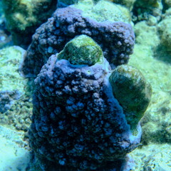 Fototapeta premium Pore coral (Montipora tuberculosa) undersea, Red Sea, Egypt, Sharm El Sheikh, Montazah Bay