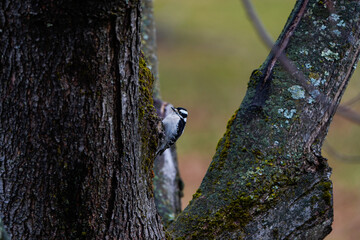 Downy woodpecker bird on a tree during the winter.