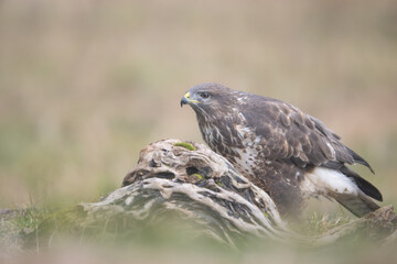 Fauna selvatica Capanno Nisida Poiana