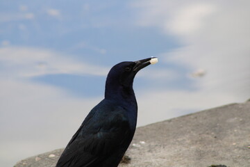 Crow's Lunch