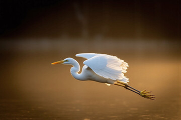 Obraz premium white heron in mid motion with spread wings in golden lit environment