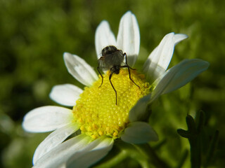 Natura