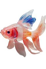 Fototapeta premium siamese fighting fish