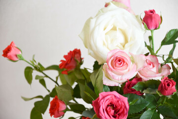 ピンクと白のばら