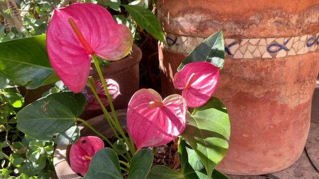Red pink Anthurium andraeanum tropical flowers named also Tailflower, Flamingo flower, Laceleaf in the garden. Exotic ornamental plants,4K video