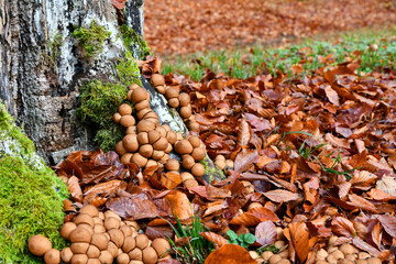 Bräunlicher Stäubling 
