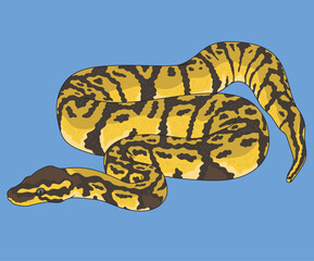 Ball Python Snake Royal Pythons Snakes