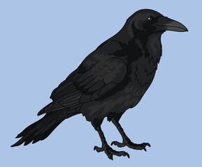 Crow Raven Bird Black Crows