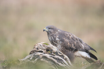 Fauna selvatica Capanno Nisida Poiana