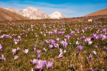 Violet flowers in mountain in spring