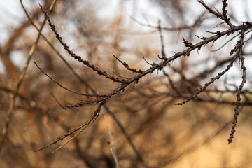 beautiful botanical shot, natural wallpaper