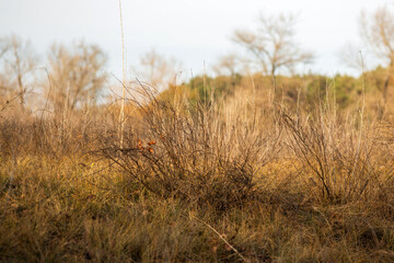 Fototapeta premium beautiful botanical shot, natural wallpaper