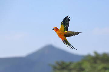 Colorful Sun conure parrot flying in the sky. Free flying bird