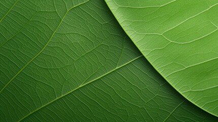 Macro View of an Ant Crawling on a Green Leaf with High Fidelity Detail