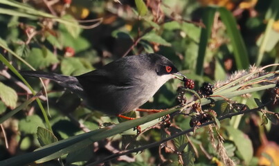 Sardinian Warbler on branch, Curruca melanocephala, birds of Montenegro
