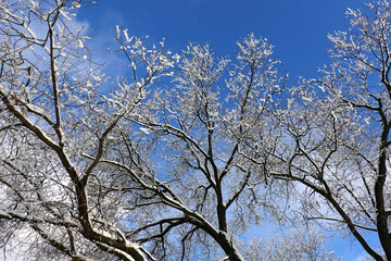 Tree banches covered with white snow against clear winter blue sky