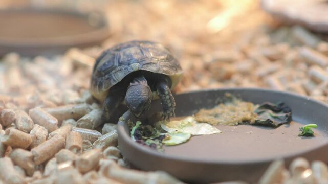 A baby Hermann's Tortoise eating lettuce for lunch. inside a tank and a heat lamp. 