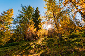Obraz premium Golden larch forest in autumn sunlight on a mountain slope in Tyrol, Austria, with vibrant fall colors and clear blue sky – peaceful alpine nature scenery