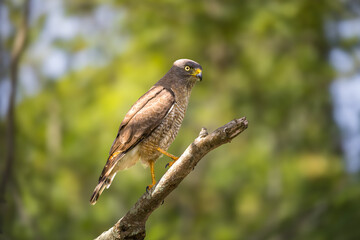 Roadside Hawk Perched in Florianópolis, Brazil