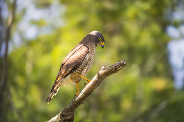 Roadside Hawk Perched in Florianópolis, Brazil