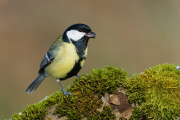 Parus major aka great tit perched on the tree branch covered by moss in winter. Seed in the beak. Common bird in Czech republic.