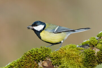 Fototapeta premium Parus major aka great tit perched on the tree branch covered by moss in winter. Seed in the beak. Common bird in Czech republic.