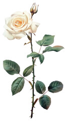 Fototapeta premium PNG White rose flowers illustration botanical white.