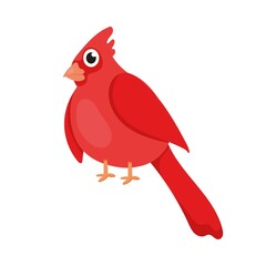  tia bird red colour .white background.Tia bird flies 