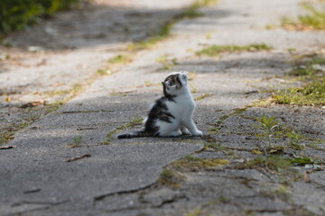 Fototapeta premium little blind kitten